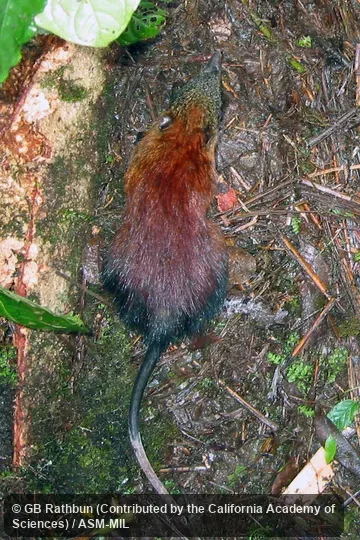 Also as Gray-faced Elephant-shrew.