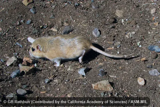 Also as Namaqua Gerbil.