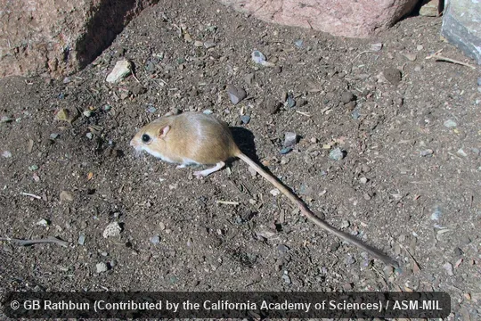 Gerbilliscus vallinus image