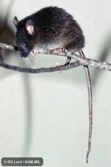 Captured in Venezuela, Lara state, Yacambú National Park.  Identified by Victor Pacheco.  Also as Reig's Aepeomys.