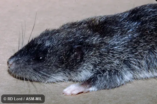 Captured in Venezuela, Aragua state, Henri Pittier National Park.  Also as Pittier's Ichthyomyine|Pittier's Ichthyomys.