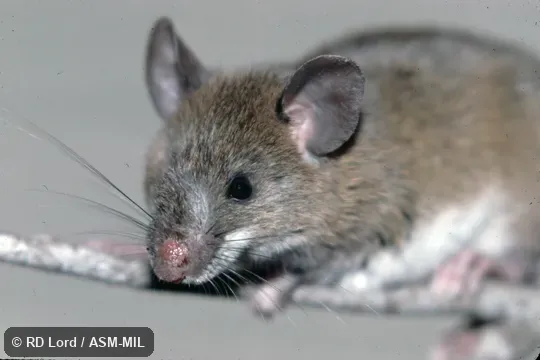 Captured in Venezuela, Lara state, Yacambú National Park.  Formerly as Oryzomys meridensis.  Also as Mérida Nephelomys|Merida Oryzomys.