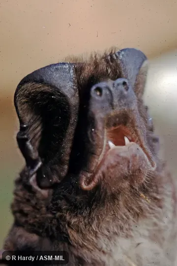 Also as Greater Bonneted Bat|Greater Mastiff Bat|Western Mastiff Bat.