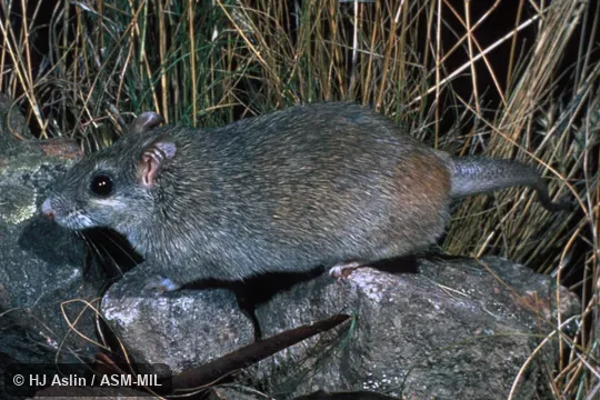 Side view, captive, from Arnhem Land, NT, Australia.  Also as Large Rock Rat.
