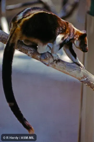 Also as Ornate Tree Kangaroo.
