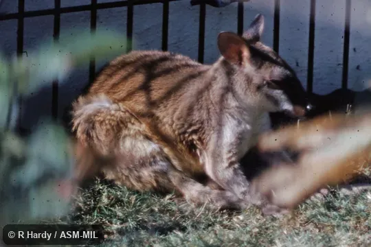 Also as Brown Dorcopsis|Western Forest Wallaby.