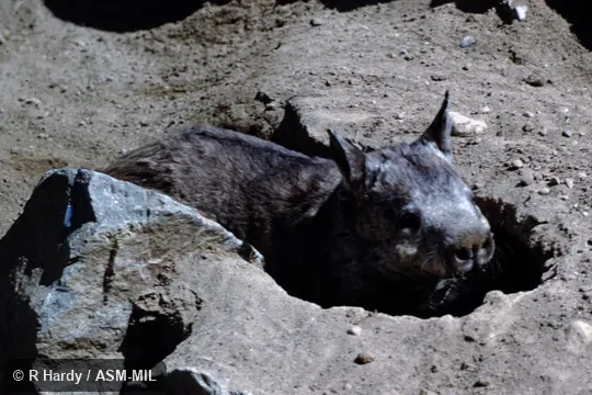 Nostrils flared; sitting in burrow of own making.  Also as Broad-fronted Wombat, Long-eared Wombat, Plains Wombat, Soft-furred Wombat.