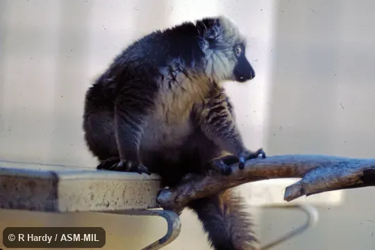 Adult male.  Also as White-fronted Lemur|White-headed Brown Lemur|White-headed Lemur.