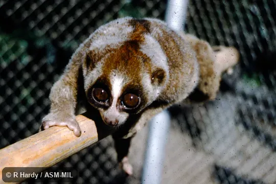 Formerly as Nycticebus coucang menagensis.