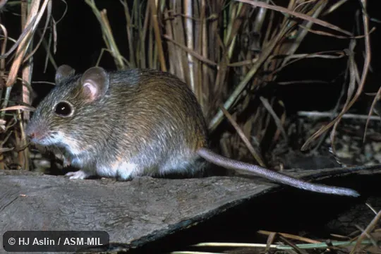 Side view, captive from Arnhem Land, NT, Australia.  Also as Western Chestnut Pseudomys.