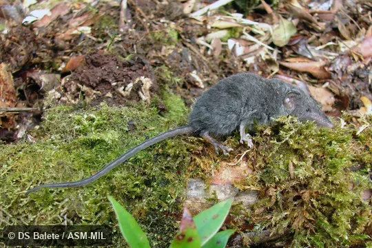 Adult male, FMNH 195215.  Formerly Soricomorpha.  Also as Palawan Shrew.