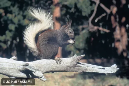 Side view, perched on branch, Sciurus aberti kaibabensis, Kaibab Squirrel.  Also as Tassel-eared Squirrel.  Also as Hesperosciurus aberti.