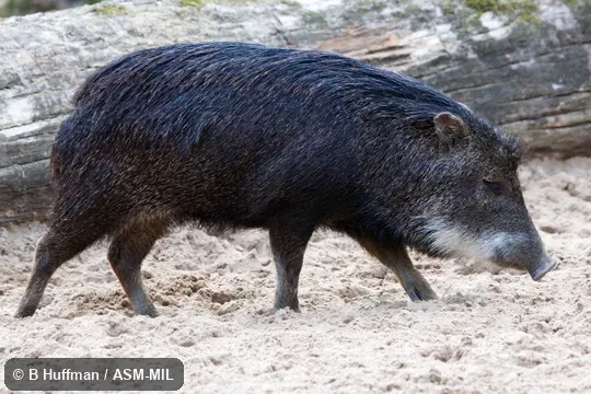 Individual of 1006381