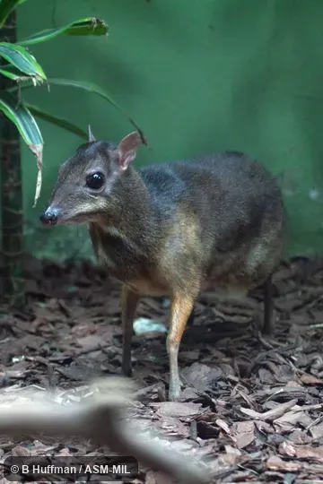 Also as Lesser Mouse-deer, Kancil.