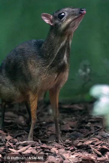 Also as Lesser Mouse-deer, Kancil.