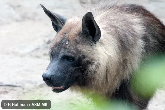 Formerly as Hyaena brunnea.