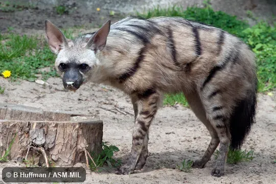 Formerly Proteles cristata septentrionalis, Aardwolf.