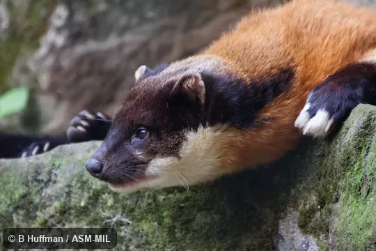 Martes flavigula aterrima