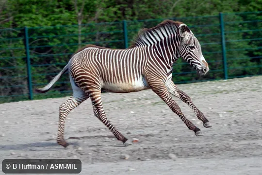 Juvenile galloping or cantering.  Also as Imperial Zebra.