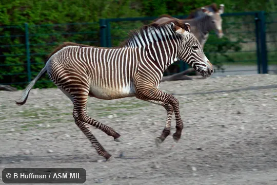 Juvenile galloping or cantering.  Also as Imperial Zebra.