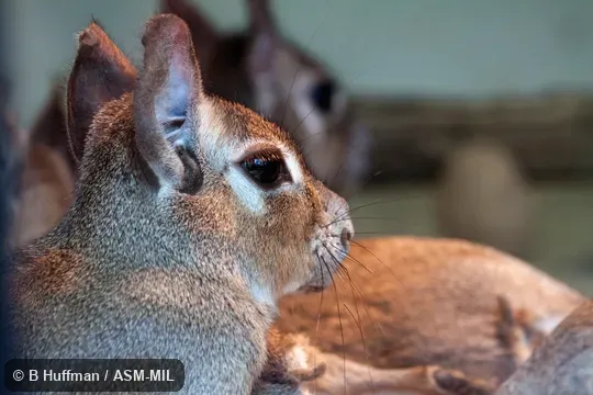 Also as Pediolagus salinicola.  Also as Dwarf Mara, Dwarf Patagonian Cavy, Dwarf Patagonian Hare.