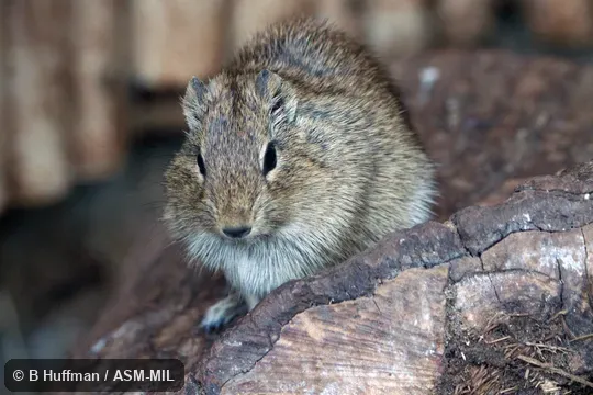 Galea musteloides bolivensis.  Also as Common Yellow-toothed Cavy.