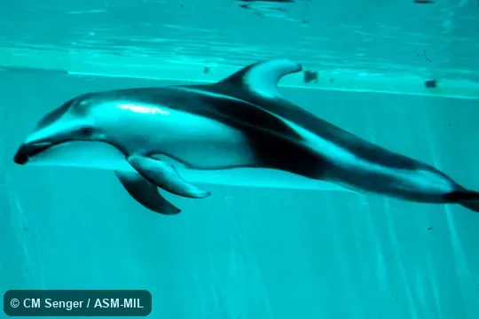 Ventrolateral view.  Formerly in order Cetacea.  Formerly Lagenorhynchus obliquidens, Sagmatias obliquidens.  Also as Hook-finned Porpoise|Pacific Striped Porpoise|Pacific White-striped Dolphin.