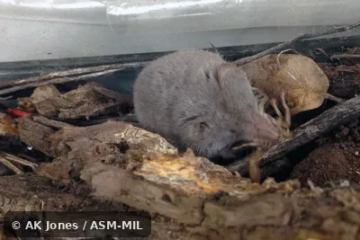 Eating scorpion.  Formerly Soricomorpha.  Also as Crawford's Desert Shrew|Crawford's Gray Shrew|Crawford's Shrew|Desert Shrew.