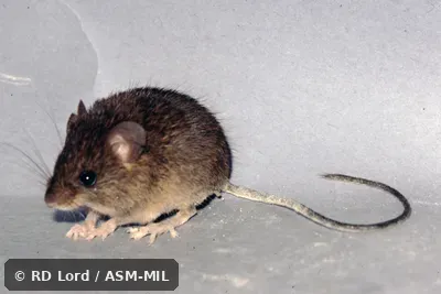 Captured in Venezuela, Aragua state, Henri Pittier National Park..  Identified by JL Patton.  Also as Narrow-footed Neacomys|Slender Foot Spiny Mouse.
