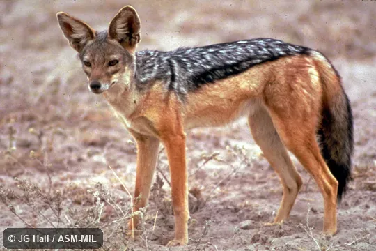 Close-up view of standing adult.  Formerly Canis mesomelas.  Also as Silver-backed Jackal.