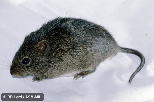 Captured in Venezuela, Portuguesa state, Guanarito.  Identified by JL Patton.  Also as Alston's Cotton Rat.
