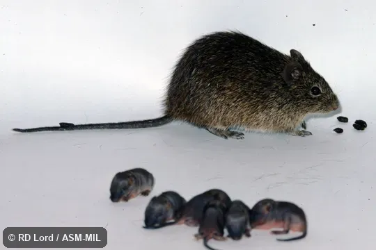 Captured in Venezuela, Aragua state, Maracay, Veterinary Research Institute.  Identified by JL Patton.  Also as Southern Cotton Rat.