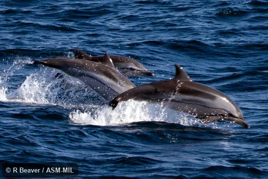 Formerly in order Cetacea.  Also as Blue-white Dolphin|Euphrosyne Dolphin|Gray's Dolphin|Meyen's Dolphin|Streaker Porpoise|Whitebelly.