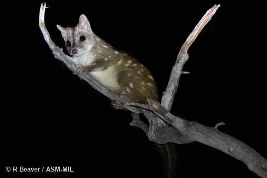 Also as Chuditch|Western Native Cat. Also as Chuditch|Western Native Cat.