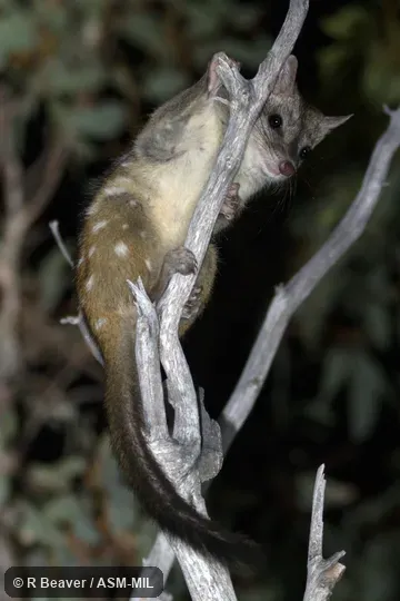 Chuditch, Western Native Cat