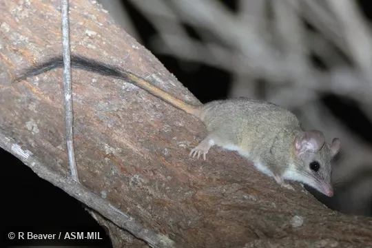 Formerly Phascogale calura.  Also as Red-tailed Wambenger.