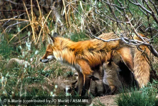 Side view of female standing, nursing pups