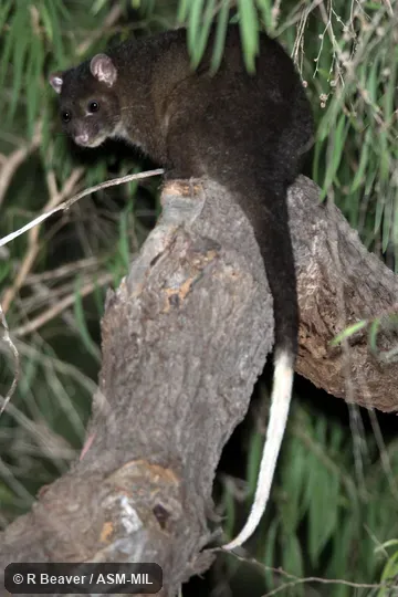Also as Ngwayir|Western Ringtail.