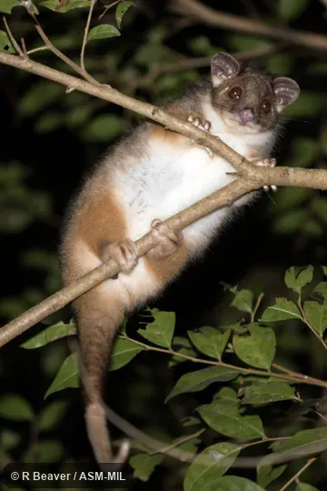 Also as Common Ringtail, Queensland Ringtail, Ringtail Possum.