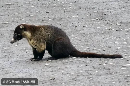 Also as Coatimundi.