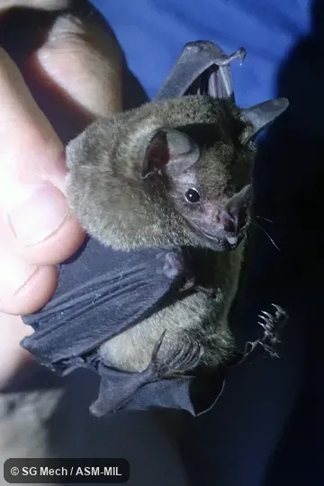 Also as Common Short-tailed Bat.