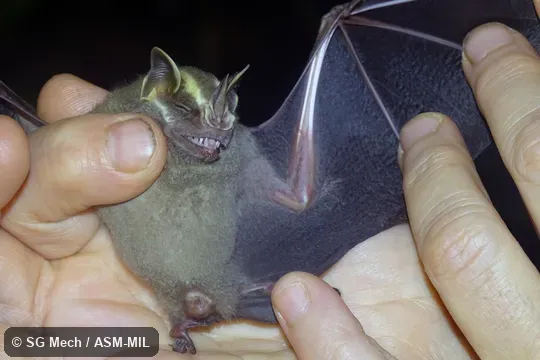 Formerly Artibeus watsoni.  Also as Watson's Fruit-eating Bat.