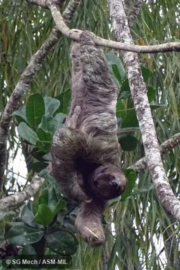 Also as Brown-throated Sloth.
