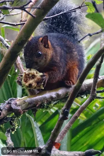 Also as Echinosciurus variegatoides.