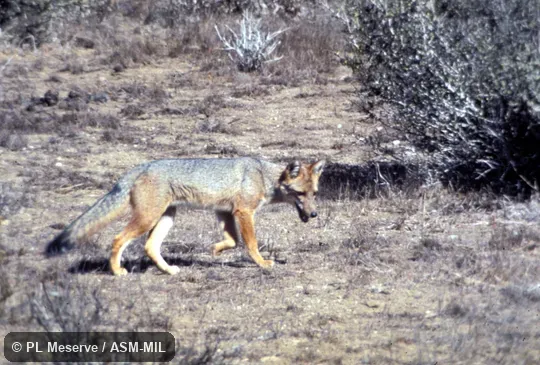 Side view.  Also as Andean Fox.