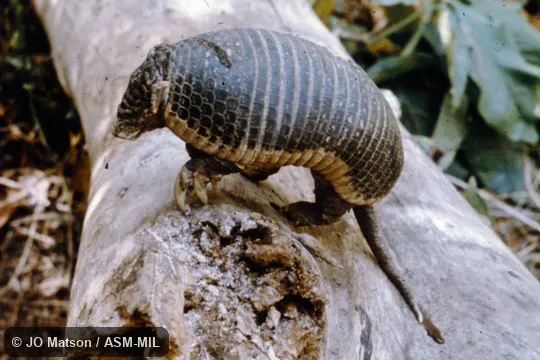 Also as Southern Naked-tailed Armadillo.