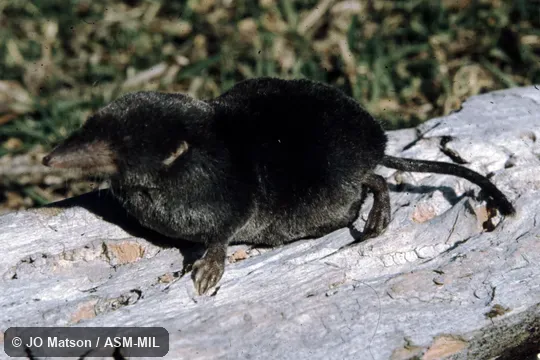 Formerly Soricomorpha.  Also as Tamá Shrew.