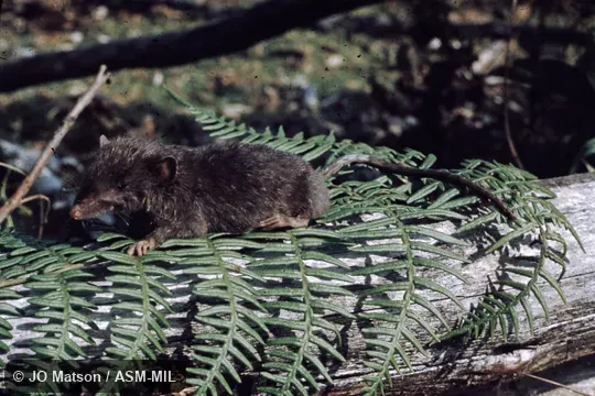 Caenolestes fuliginosus obscurus.  USNM 418564.  Also as Common Gray Shrew-opossum, Dusky Caenolestid, Silky Shrew-opossum.
