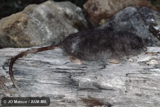 USNM 442606.  Also as Chibchan Ichthyomyine|Chibchan Water Mouse.