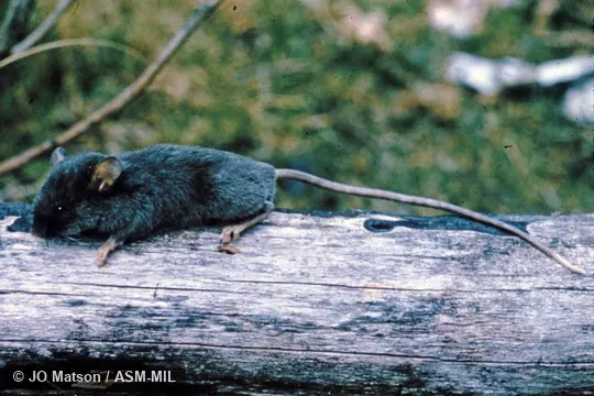 Formerly Chilomys instans.  Also as Smoky Chilomys.